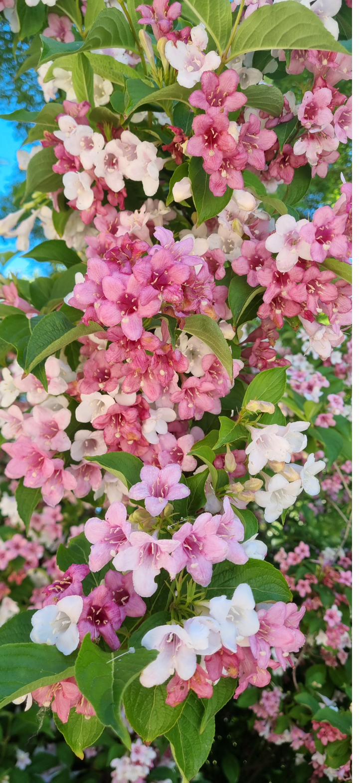 Pink and white weigela in full bloom.