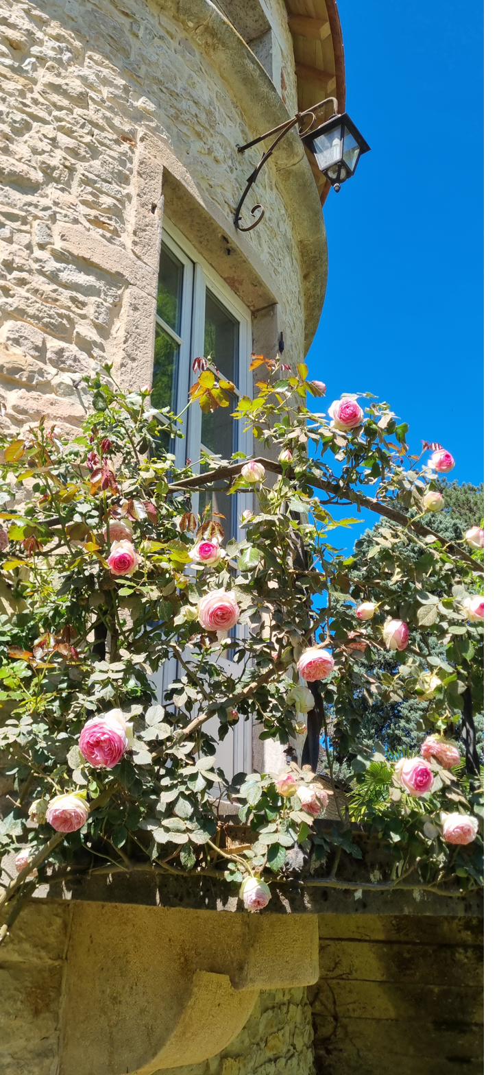 Climbing pale-pink roses against the house, an antique lamp above.