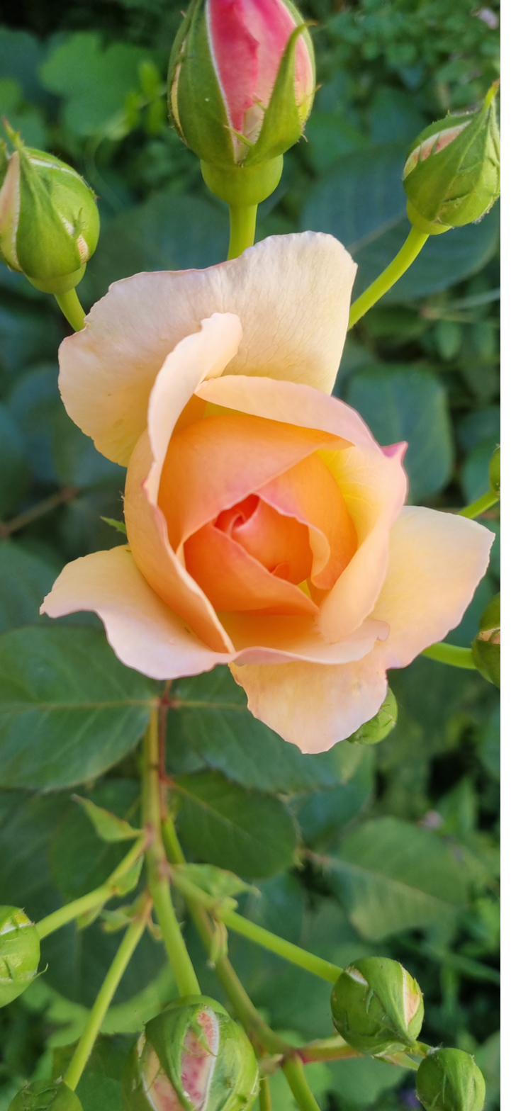 A peach-coloured rose opening on the bush.