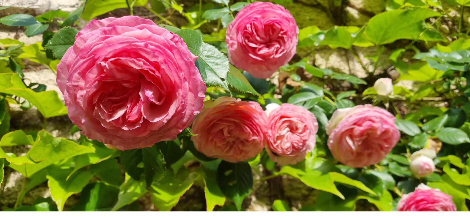 A cluster of pink roses against the ivy-covered stone wall.