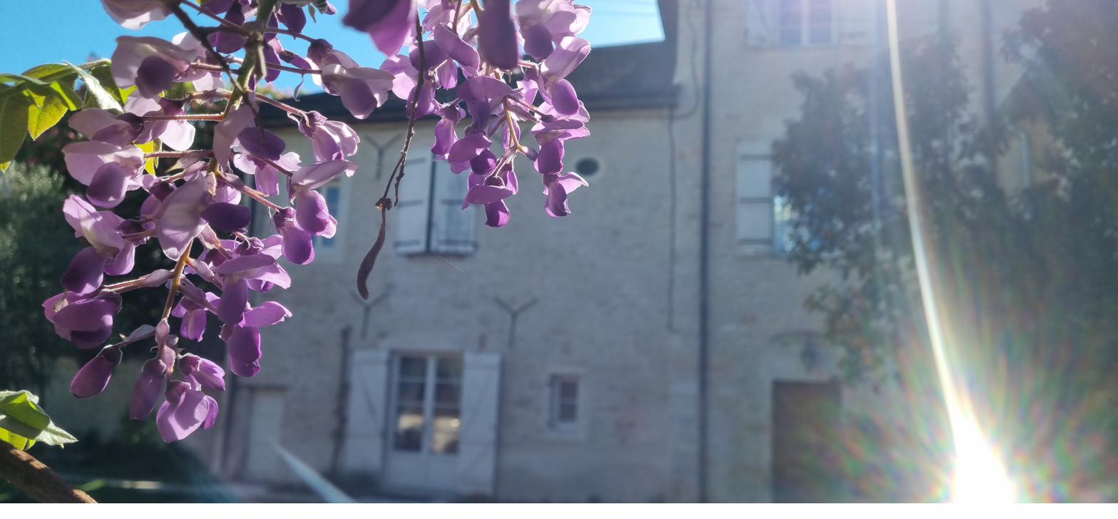 Wisteria in bloom against the side of the house, late afternoon.