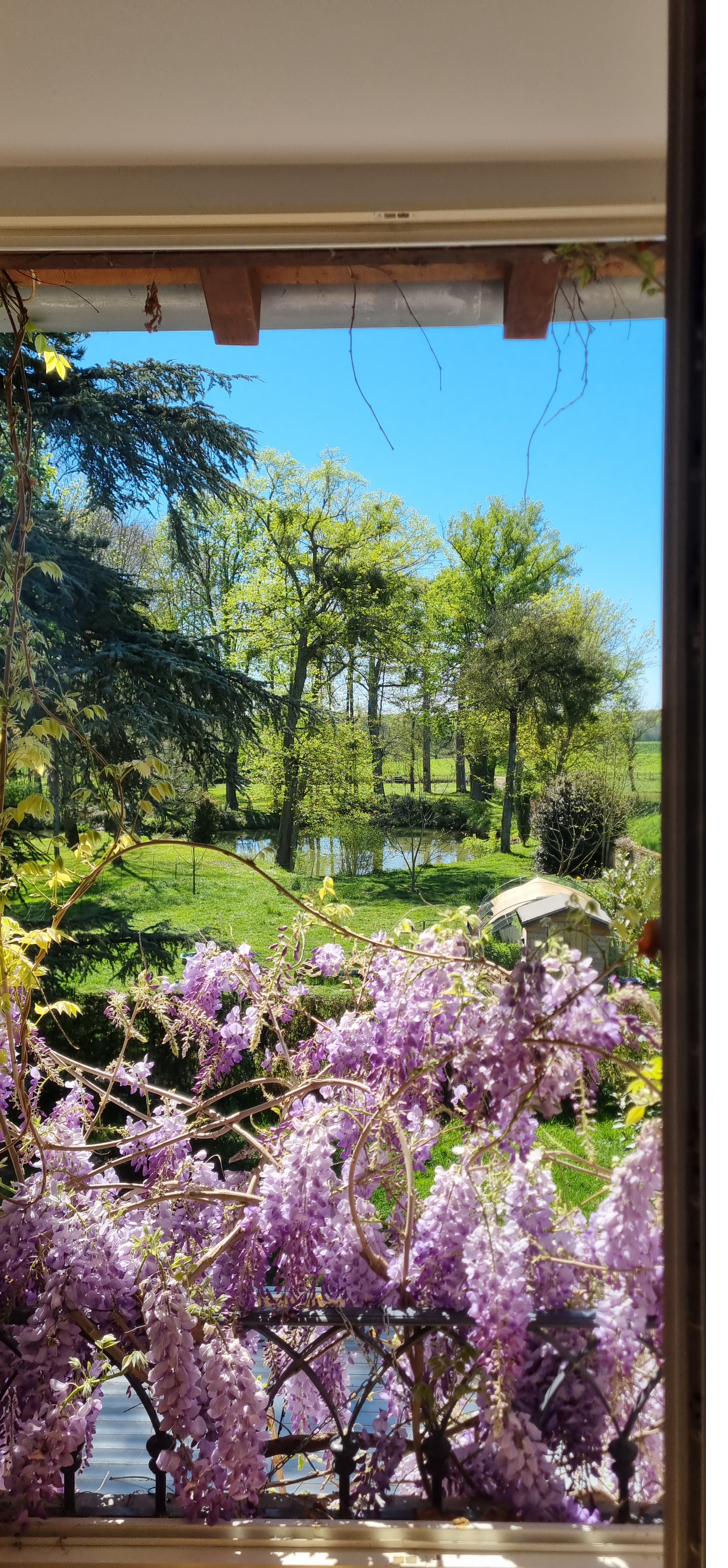 A view through wisteria from an upstairs window, looking onto the pond and the parkland.
