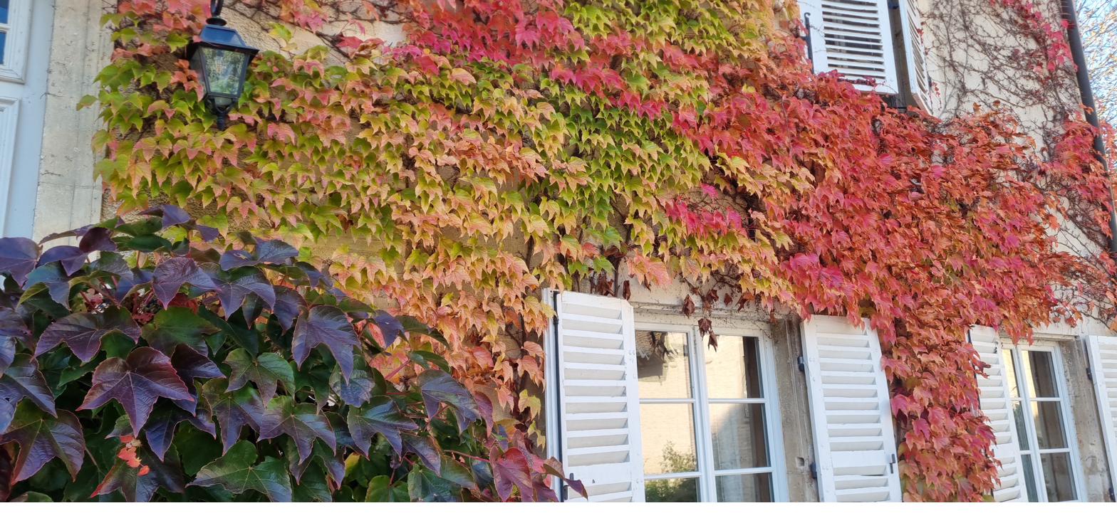 Autumn — Virginia creeper turning across the façade.