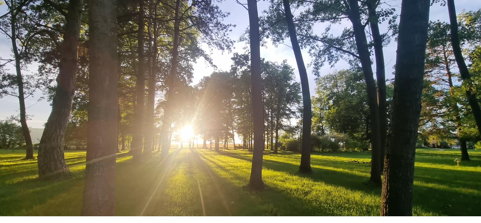 Sunset through the trees in the parkland.