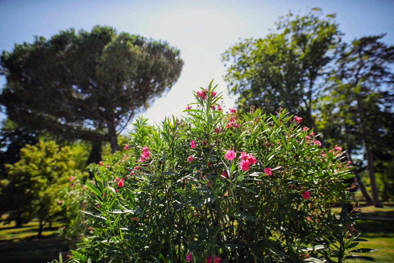 Oleander in flower, with stone pines behind.