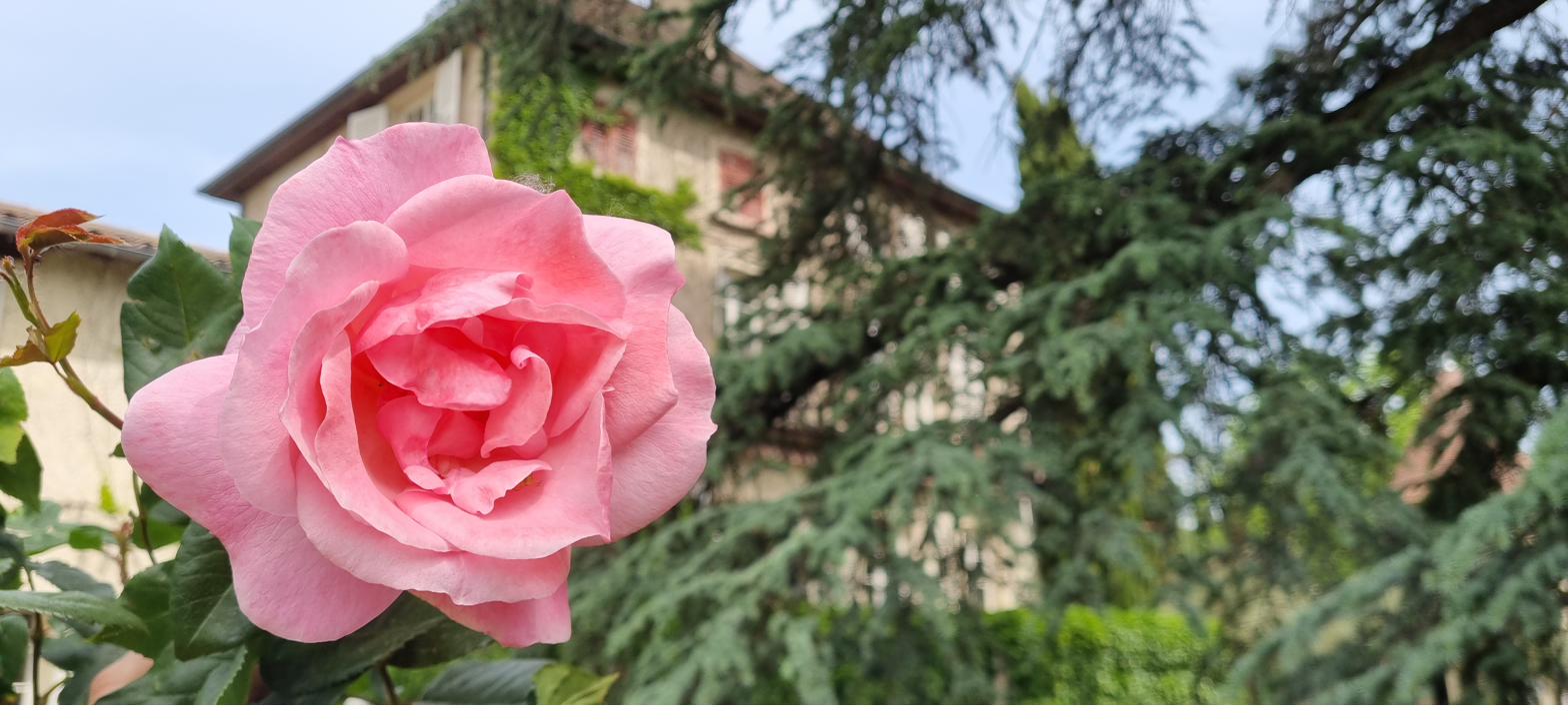 A pink rose, with the château just behind.
