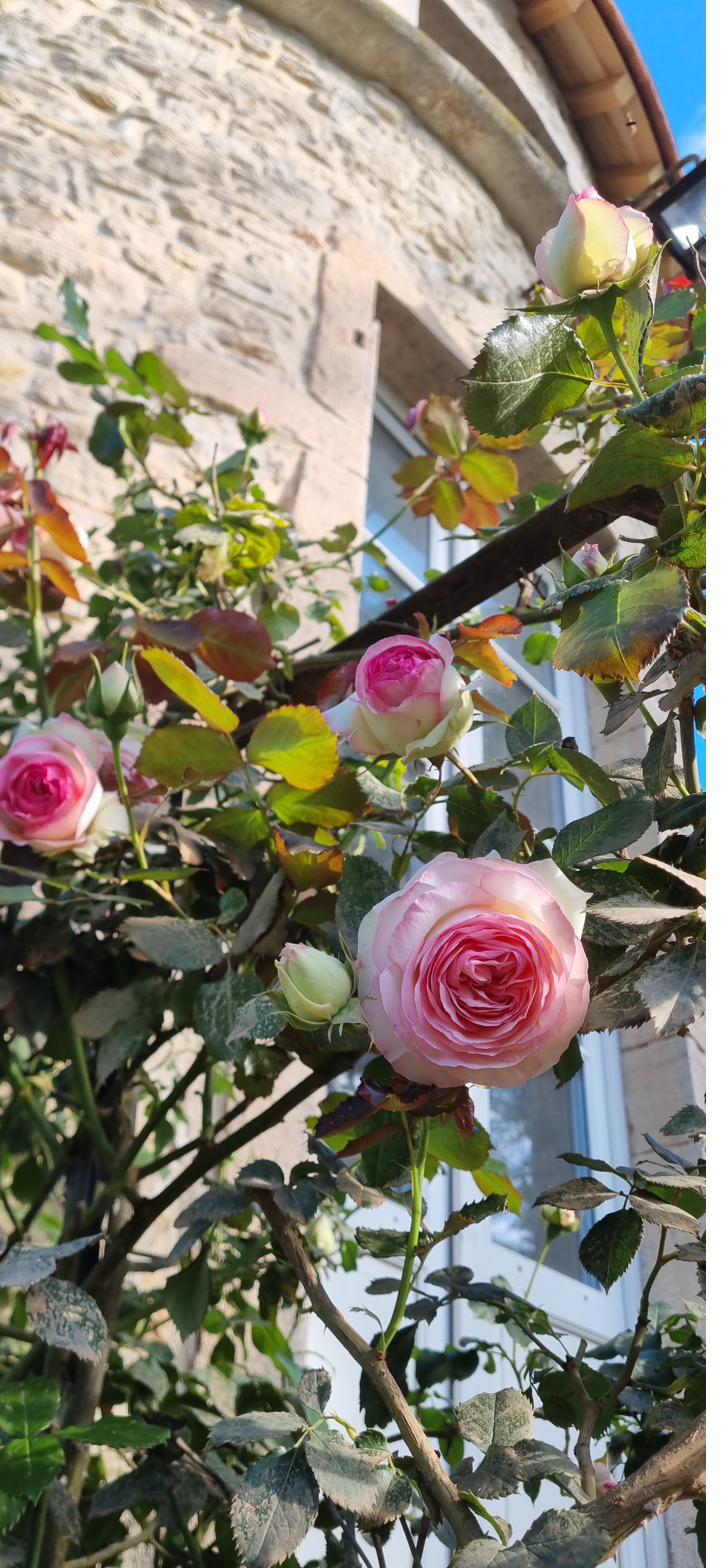 Climbing roses against the curved tower wall.