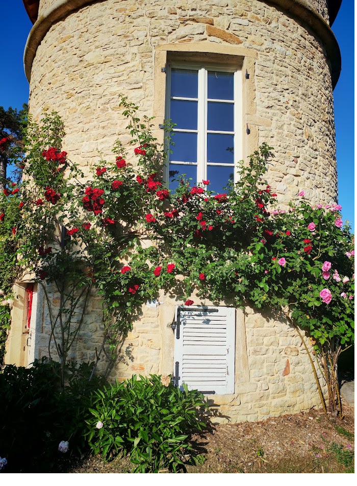 Climbing red and pink roses beneath a window on the tower.
