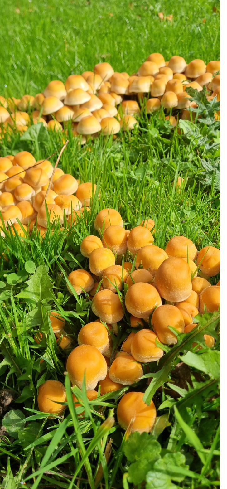 Autumn — wild mushrooms on the grass.