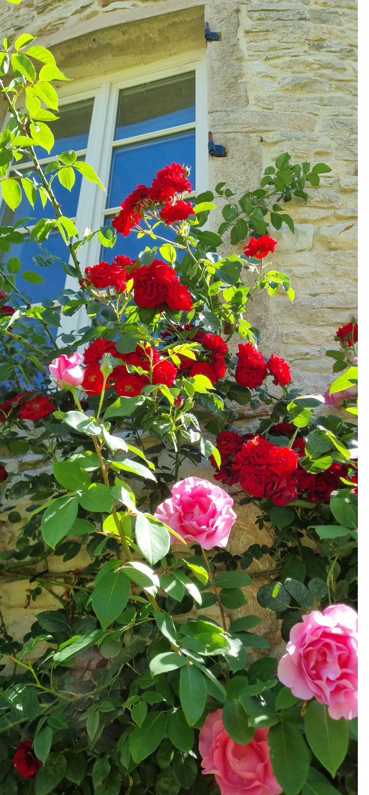 Red and pink roses against the stone wall by a window.