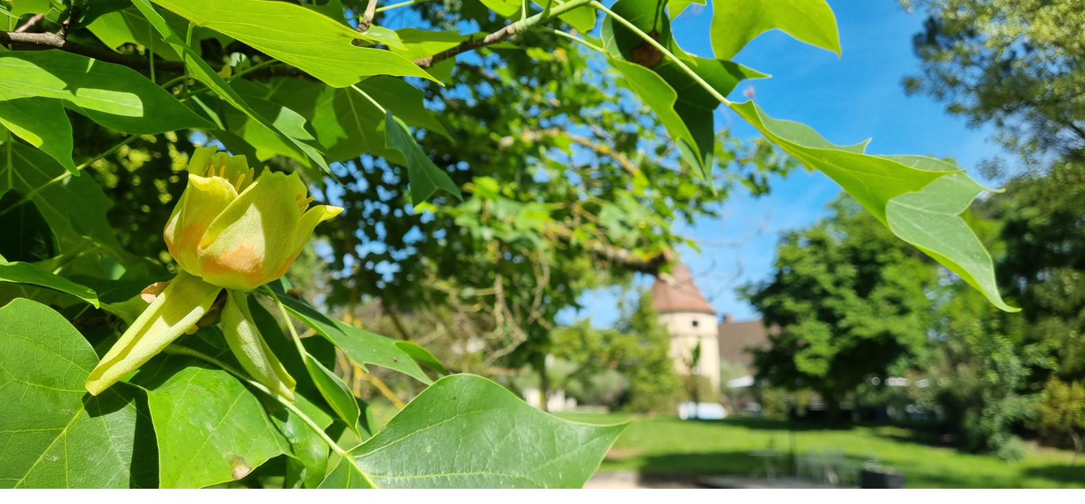 A tulip-tree in flower in the parkland, the old tower behind.