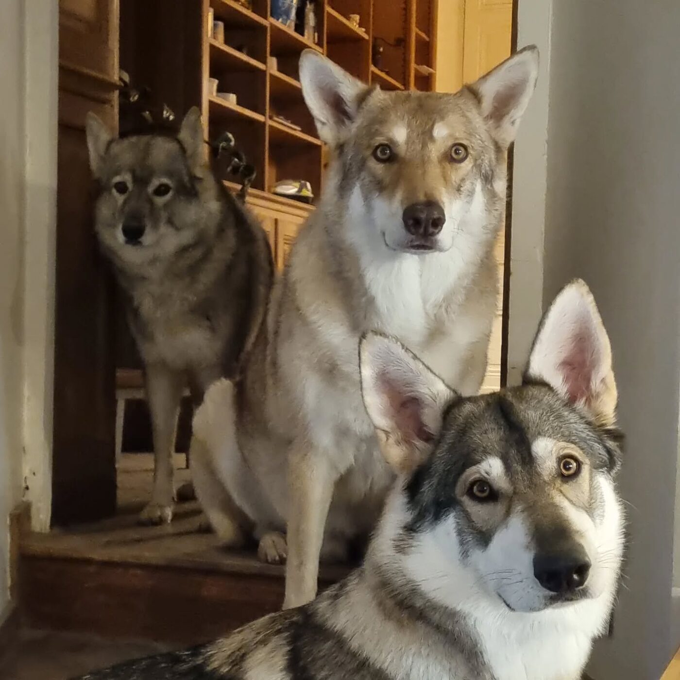 The three dogs of the estate lined up in a doorway, ears up.