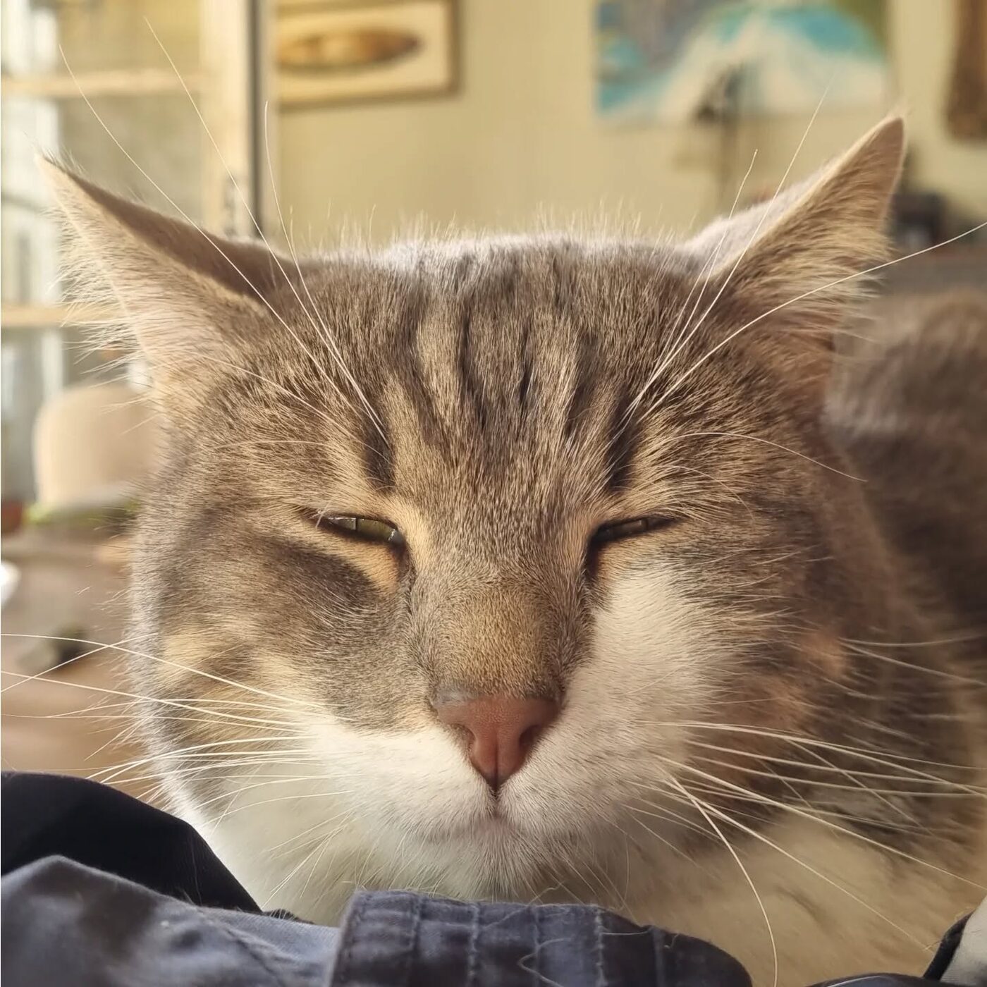 Savane the cat dozing in the afternoon sun.