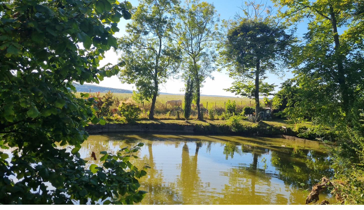 Cattle grazing beside the pond in the meadows around the château.
